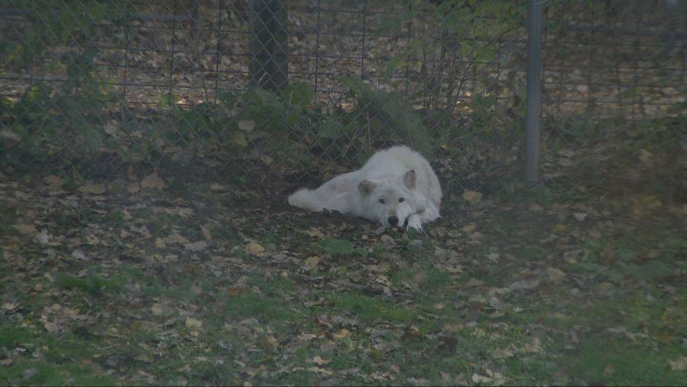 Bay Beach Wildlife Sanctuary plans 564-acre habitat restoration, construction eyed in 2028 — Fox 11 Green Bay Local, McAllen Community news